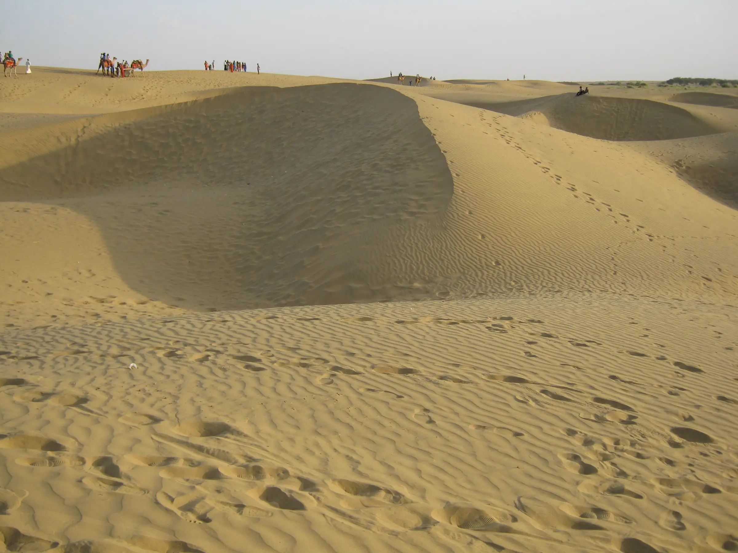 Rippled golden sand dunes of the Thar Desert in Bikaner district, Rajasthan, with a few camels on the distant ridge